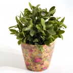 Plants & Floral Arrangements (Silks)- Tabletop